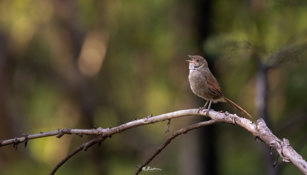 Eastern Bristlebird Translocation